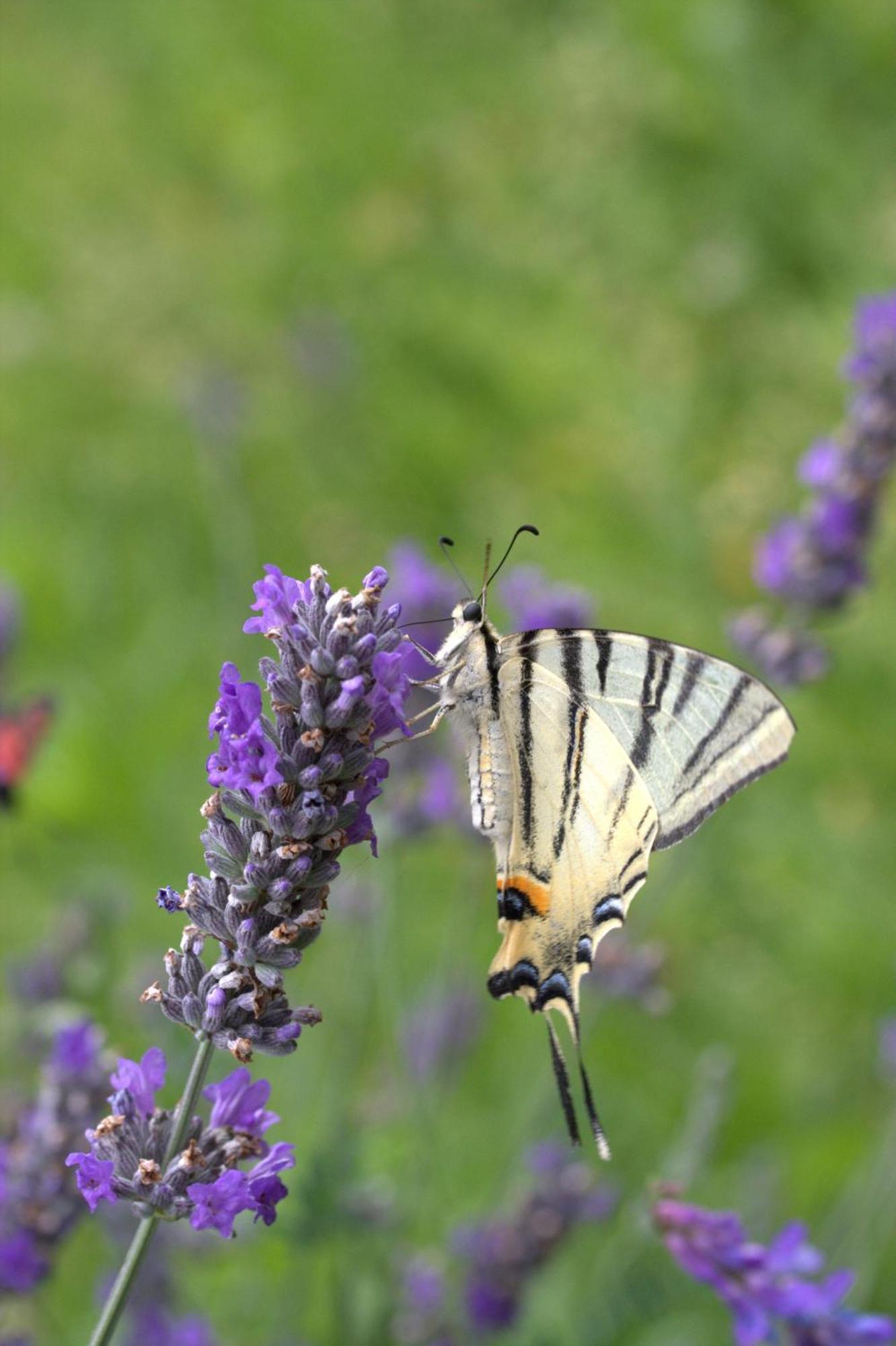 מולבנו Agriturismo Ai Castioni מראה חיצוני תמונה